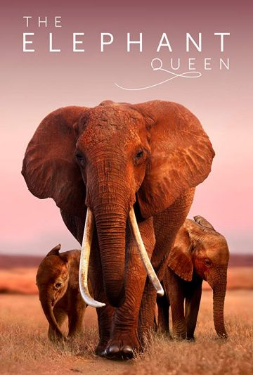 Королева слонов (2019) скачать торрент